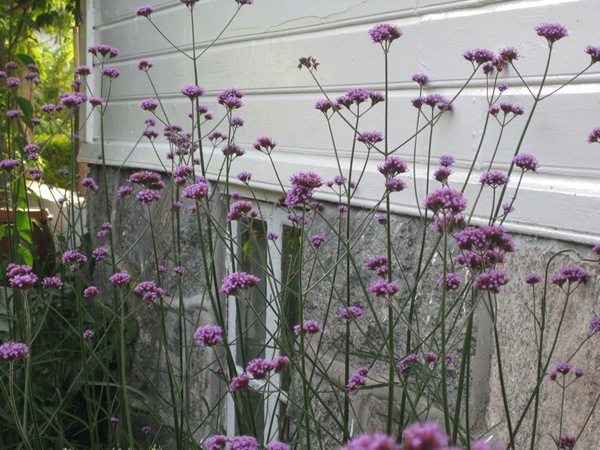 2010-10-10 Kjempeverbena (3) 2010-10-10 Kjempeverbena (3)