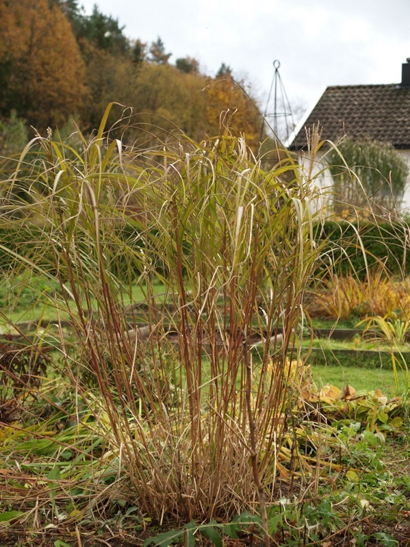 2010-10-30 Hagen (20)