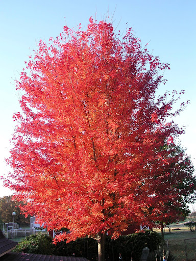 autumn flame maple