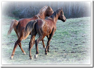 Two Yearlings