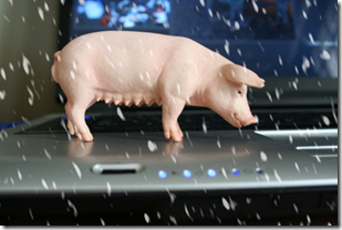 Pig Snow Storm