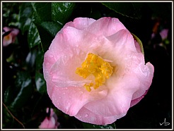 [camelia_246[9].jpg]