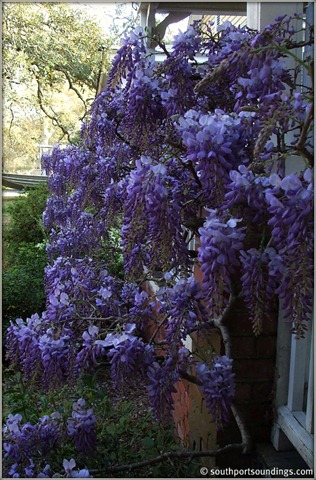 [wisteria11[5].jpg]