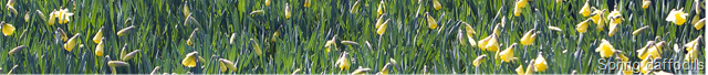 [Daffodils[10].png]