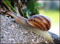 Common_snail