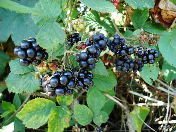 Juicy Blackberries