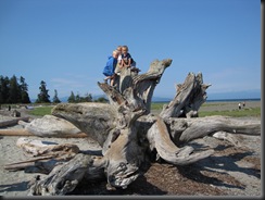 boys on driftwood