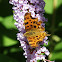 Comma butterfly (wings opened)