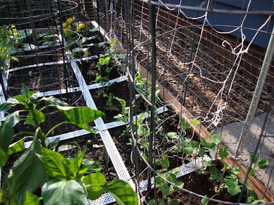 Atomic Time Addiction: Square Foot Garden Update 4