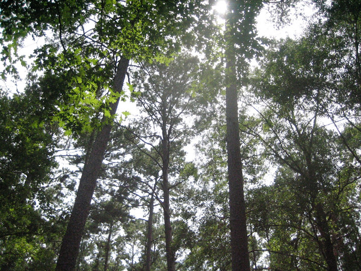 A walk in the Piney Woods JD2718