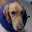 hunter_donut_collar.jpg