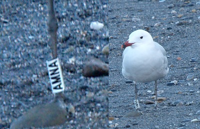 Larus audoinii AMNA      