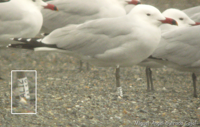 [L[32].png]