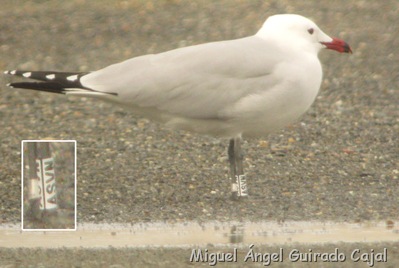 L. audoinii ASVN
