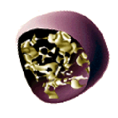 LISOSOMA EN LA CELULA lisosoma en la celula: