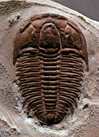 [trilobites[4].jpg]