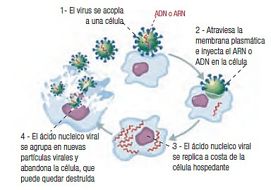 [accion destructora virus[4].jpg]