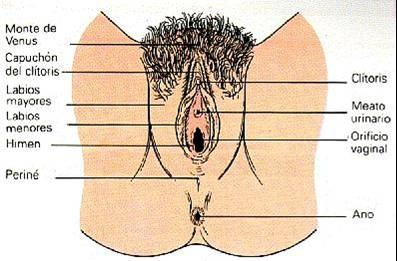 [vulva[4].jpg]