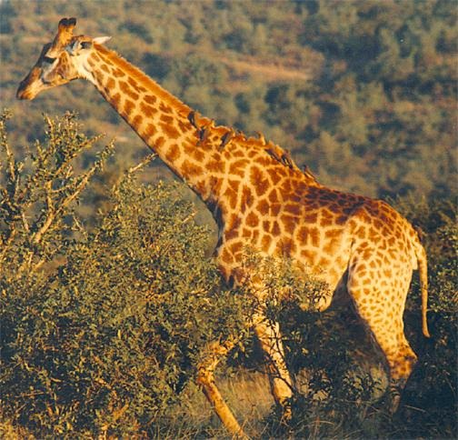 animales heterotrofos definicion