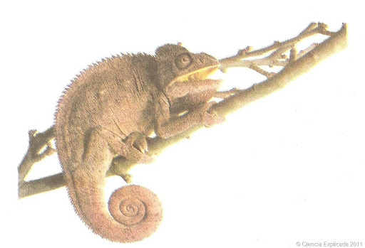 animales insectivoros camaleon