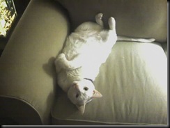 Conner - Don't You Just Love the New Couch Smell 2