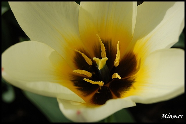 [tulipan[3].jpg]
