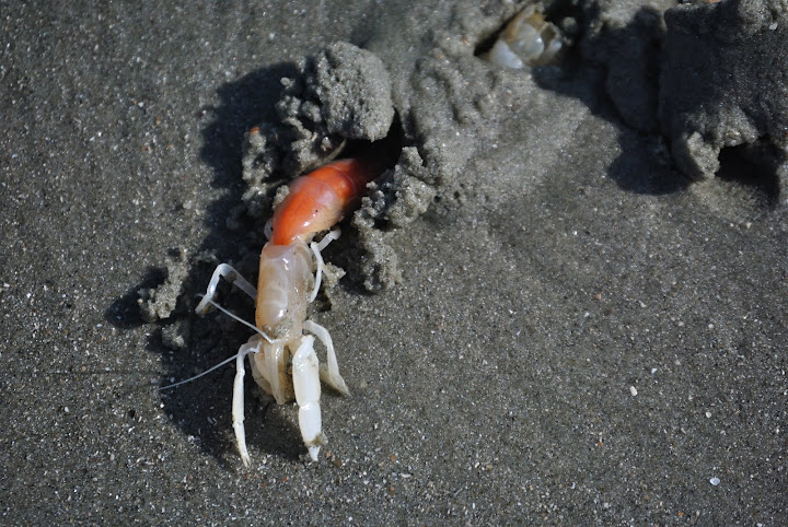 Ghost Shrimp