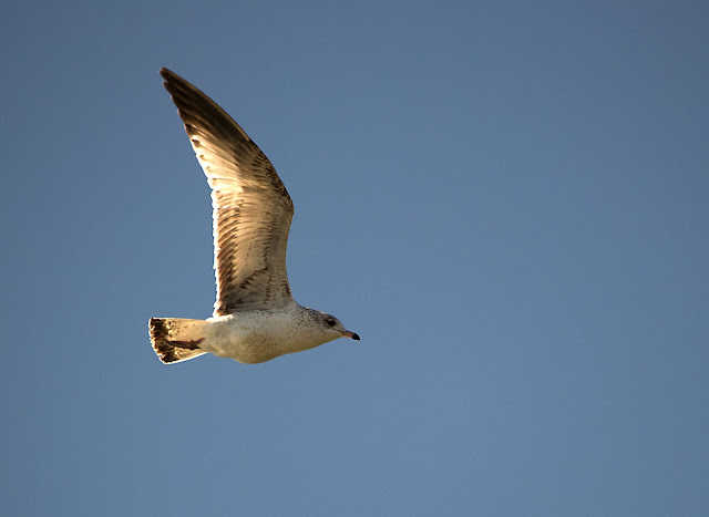 Gull