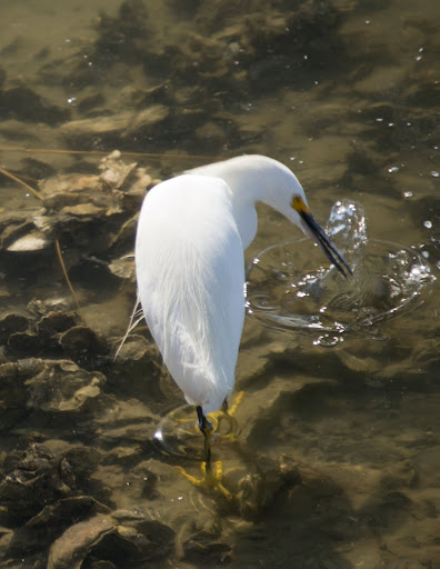 Snowy Egret