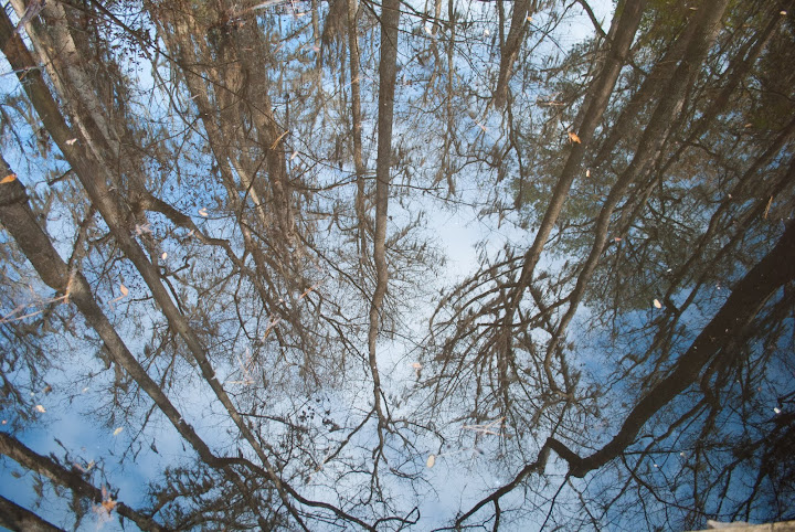 Blackwater Reflections