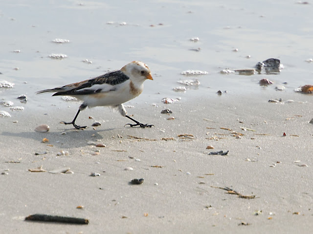 Snow Bunting