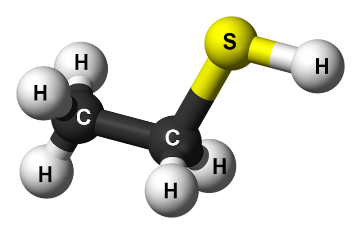 external image ethanethiol.png