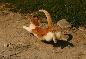 38 imagens divertidas, inusitadas, bizarras, incomuns e loucas