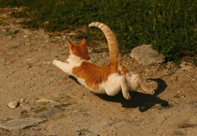 38 imagens divertidas, inusitadas, bizarras, incomuns e loucas
