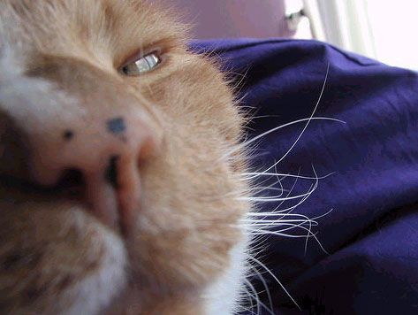 38 imagens divertidas, inusitadas, bizarras, incomuns e loucas