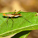 Long-legged fly
