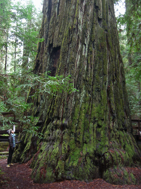 Looking up at a massive redwood
