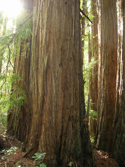 I never tire of redwoods