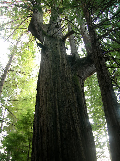 Stately old growth redwood