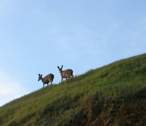 Deer on the horizon