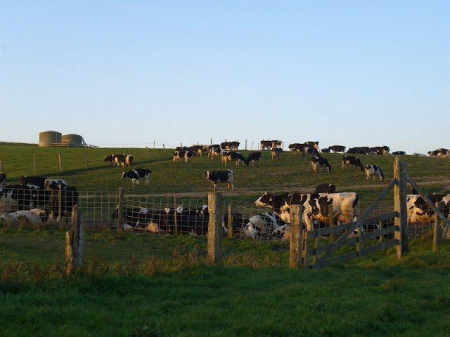 Lots of Dairy Cows!