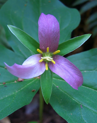 Gorgeous wildflower