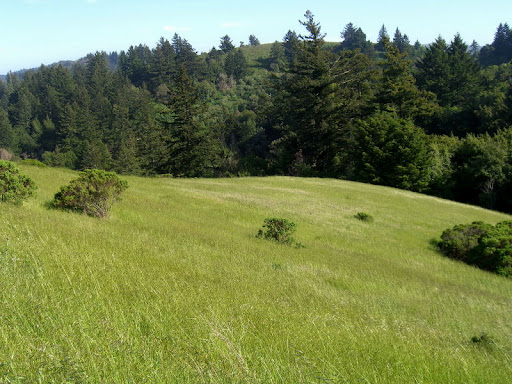 Green grass