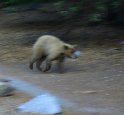 Bear 