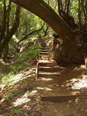 Steep Hollow Trail for Dipsea-like steps