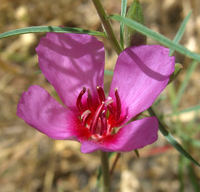 Pink Wildflower