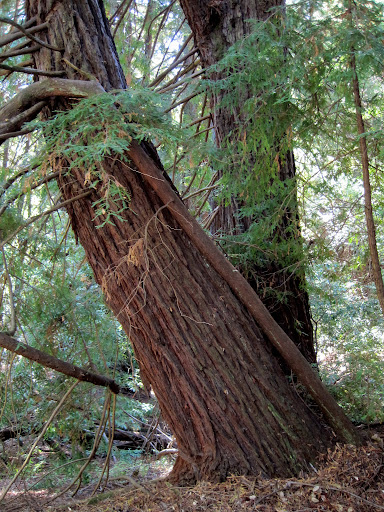 Bending redwood