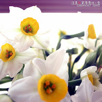 春花 @ 2009
