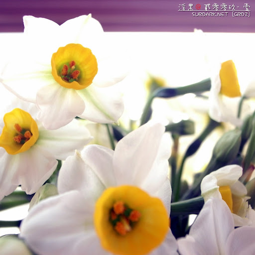 春花之紫仙.jpg