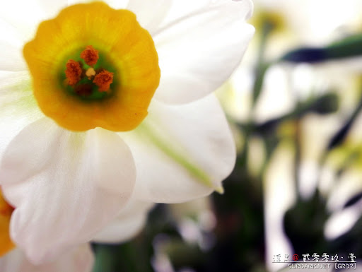 春花之蕊.jpg